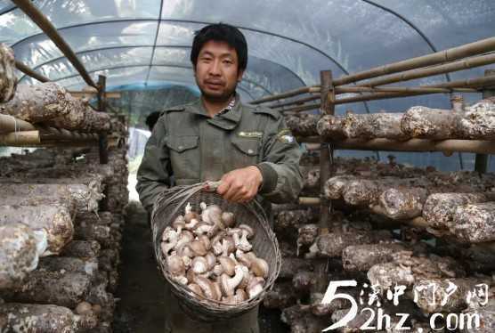 熱熱熱：留壩夏菇產銷價三旺 場面火熱