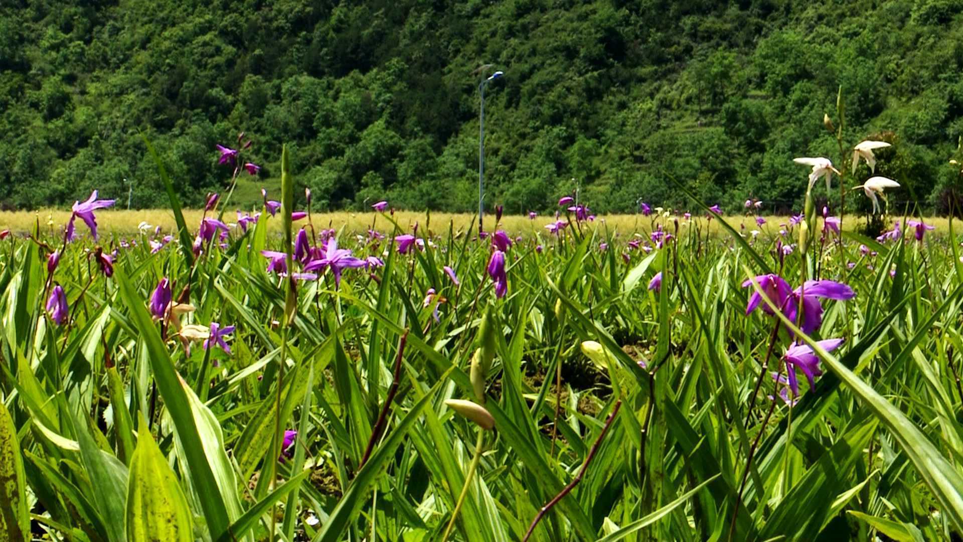 陜西鎮巴縣：白芨花開致富路