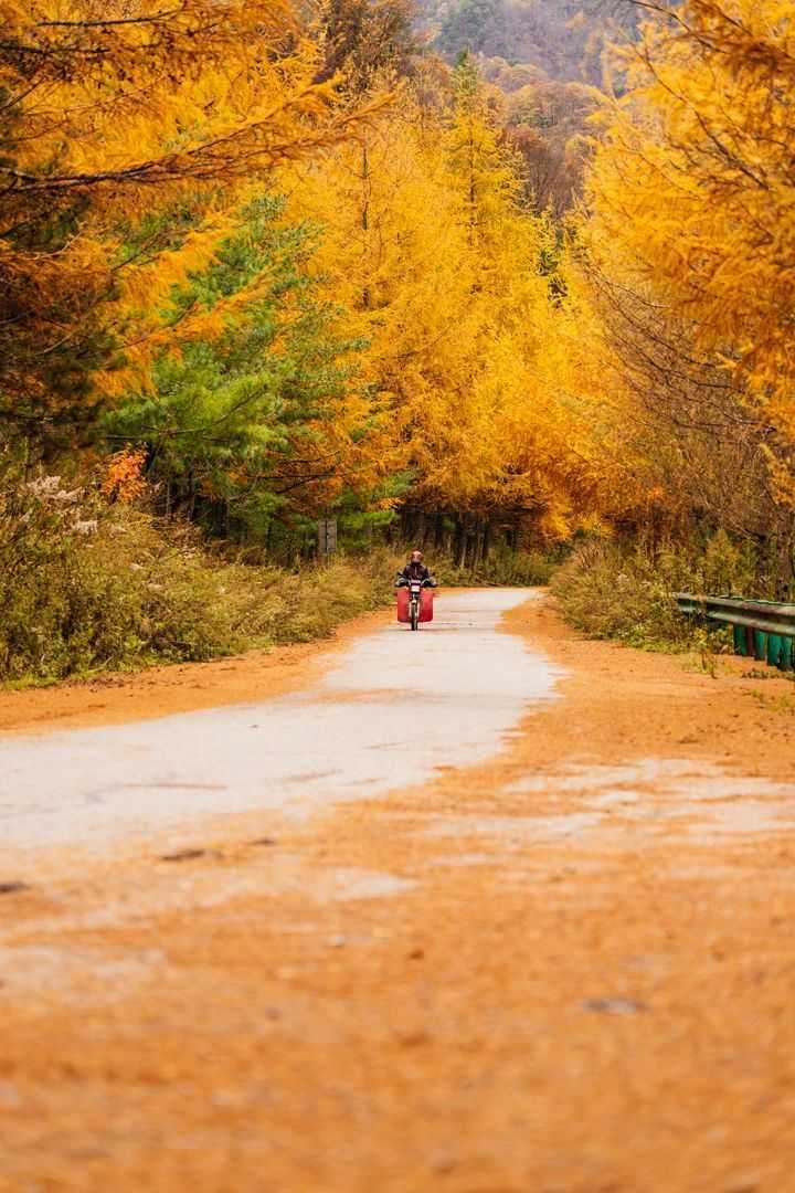 陜西留壩縣:一場紅葉盛宴的絕美樂章拉開帷幕