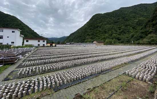 綠水青山就是金山銀山的陜西實踐