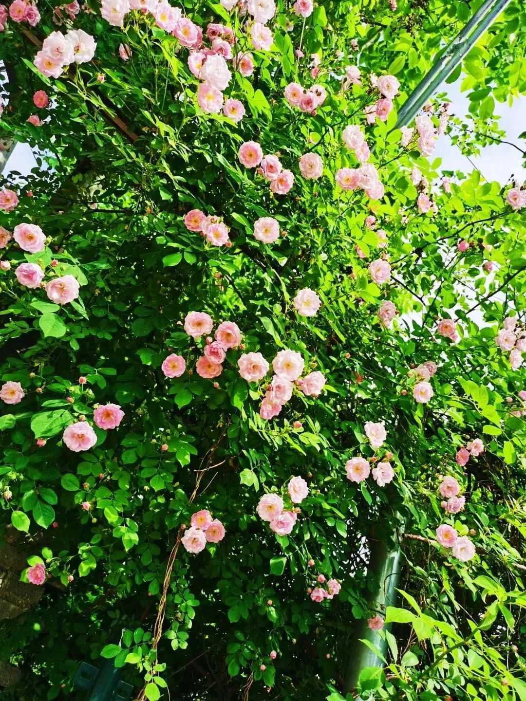 顏值滿分，漢中這里的薔薇花開啦