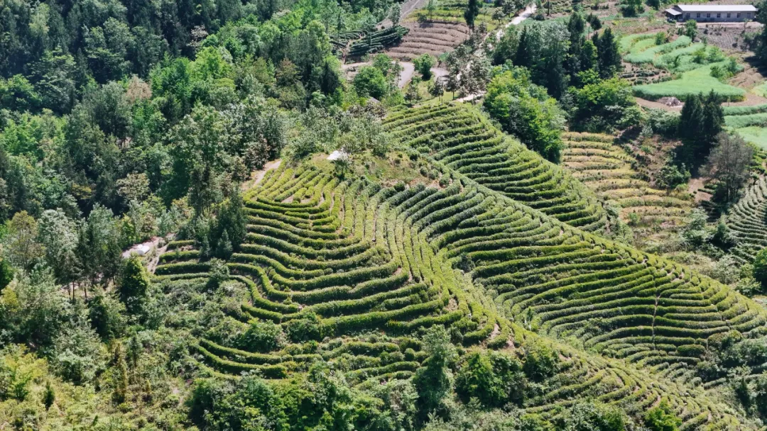 西鄉縣高川鎮第三屆“生態茶鄉·高川味道”茶事活動精彩紛呈！