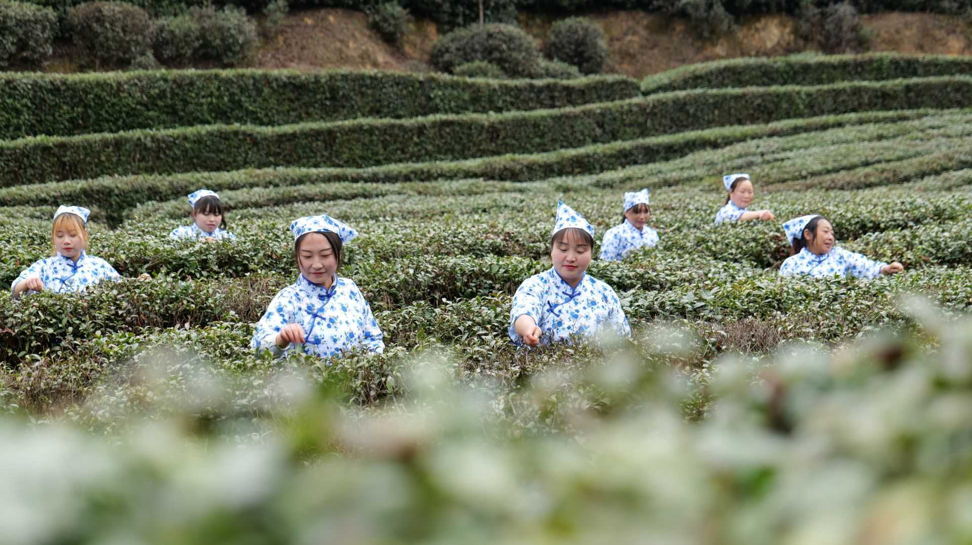 漢中城固首屆茶農豐收節暨山花茶業開園啟動儀式順利舉行