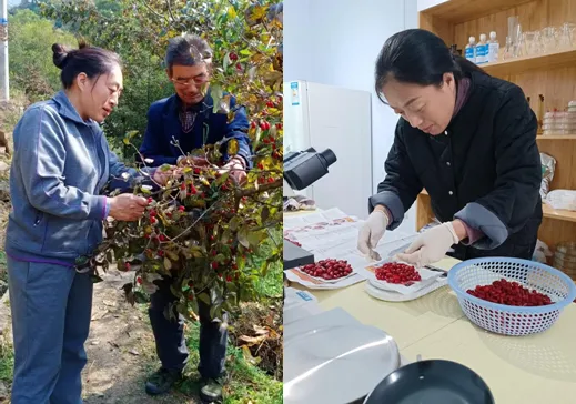 佛坪山茱萸的六十年